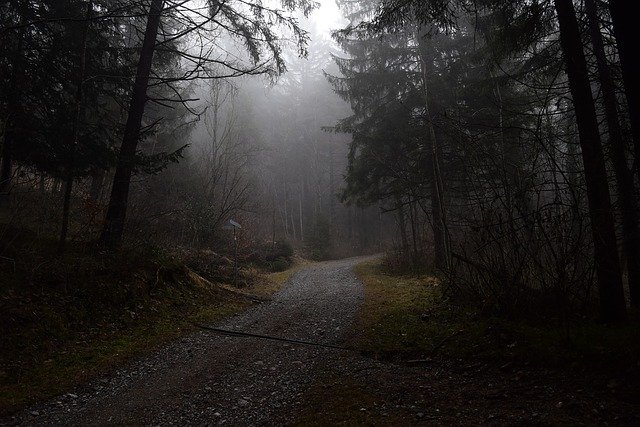 Gratis download Forest Path Fog - gratis foto of afbeelding om te bewerken met GIMP online afbeeldingseditor