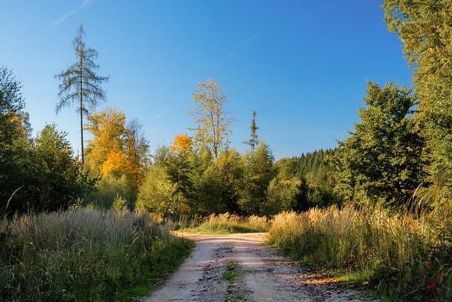 Téléchargement gratuit chemin forestier fourche dans la route forêt image gratuite à éditer avec l'éditeur d'images en ligne gratuit GIMP