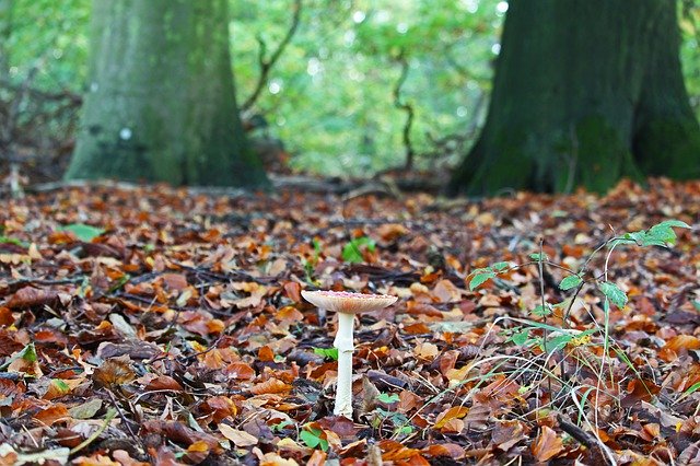 Download gratuito Forest Path Mushroom Autumn - foto o immagine gratuita gratuita da modificare con l'editor di immagini online di GIMP
