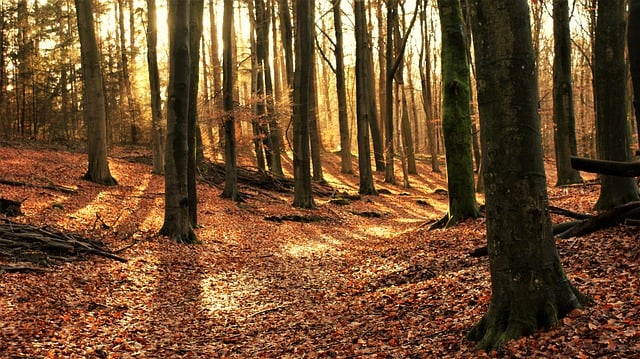 Free download forest path nature photography free picture to be edited with GIMP free online image editor