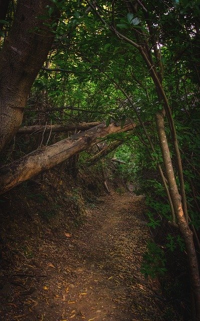 Descarga gratuita Forest Path Trail: foto o imagen gratuita para editar con el editor de imágenes en línea GIMP