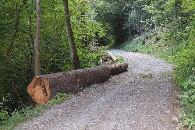 Free download Forest Path Tree Nature -  free free photo or picture to be edited with GIMP online image editor