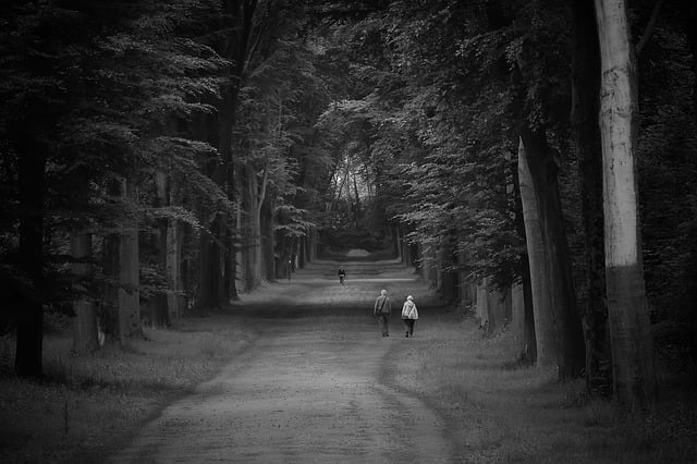 Free download forest path walk nature recreation free picture to be edited with GIMP free online image editor