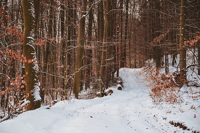 הורדה חינם של שביל יער עצי שלג בחורף תמונה בחינם לעריכה עם עורך תמונות מקוון בחינם של GIMP