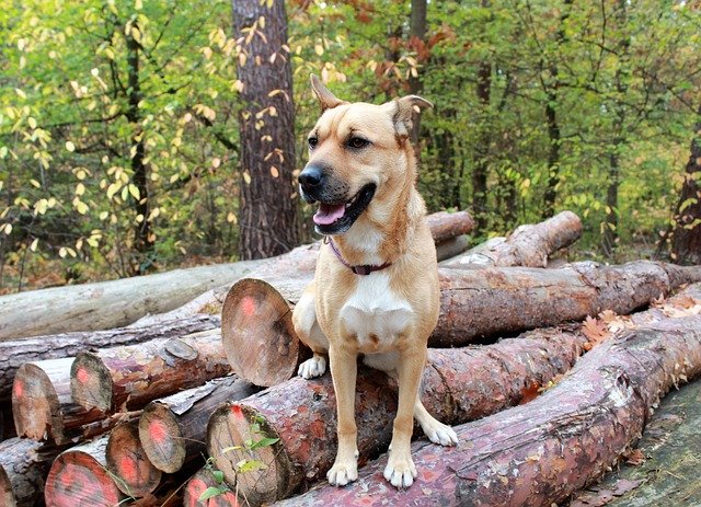 Muat turun percuma Forest Pet Nature - foto atau gambar percuma untuk diedit dengan editor imej dalam talian GIMP