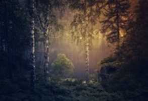 Free download Forest Pictures (small images) free photo or picture to be edited with GIMP online image editor
