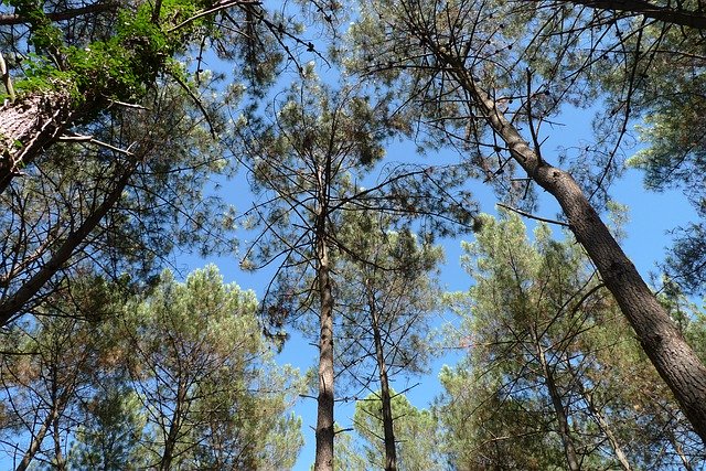 Free picture Forest Pine -  to be edited by GIMP free image editor by OffiDocs