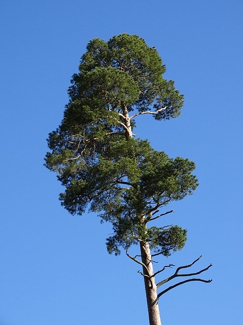 Descărcare gratuită Forest Pine Tree - fotografie sau imagini gratuite pentru a fi editate cu editorul de imagini online GIMP