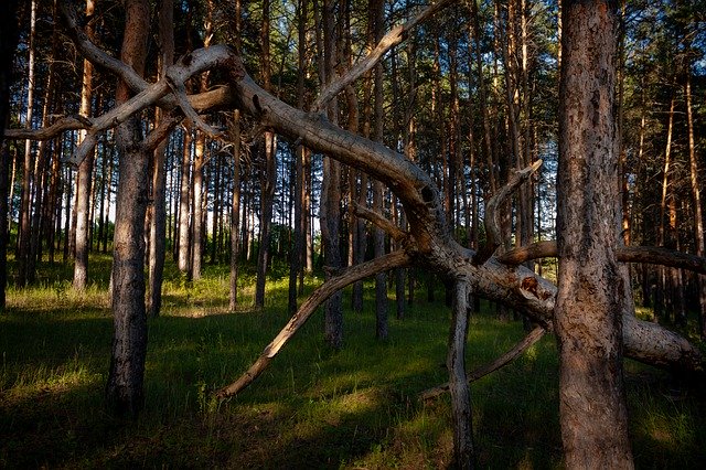 Forest Pine Trees download grátis - foto ou imagem grátis para ser editada com o editor de imagens online GIMP