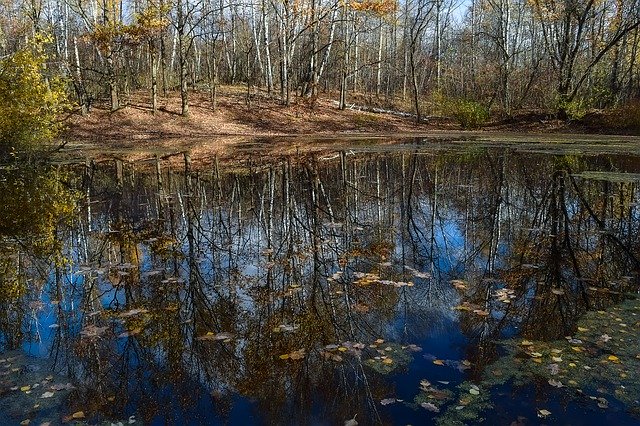 Ücretsiz indir Forest Pond Autumn - GIMP çevrimiçi resim düzenleyici ile düzenlenecek ücretsiz fotoğraf veya resim