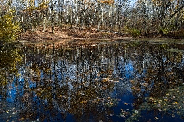 Free download Forest Pond Autumn -  free photo or picture to be edited with GIMP online image editor