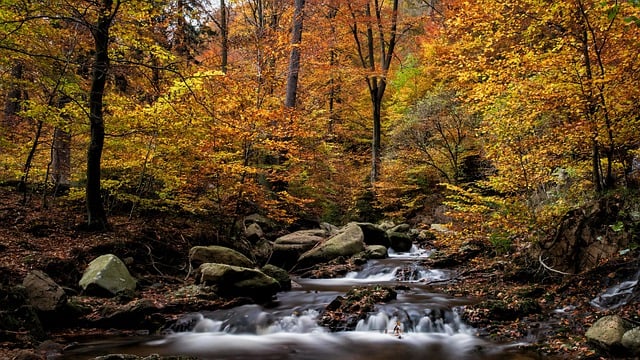 Free download forest river autumn season fall free picture to be edited with GIMP free online image editor