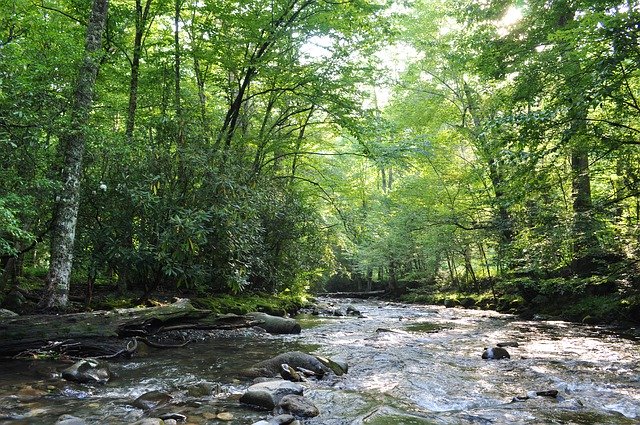 Бесплатно скачать Лесная река Природа - бесплатную фотографию или картинку для редактирования с помощью онлайн-редактора изображений GIMP