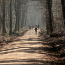 Forest Road  screen for extension Chrome web store in OffiDocs Chromium