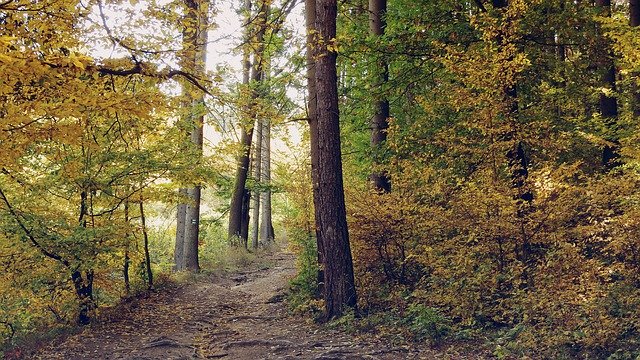 Descărcare gratuită Forest Road Autumn - fotografie sau imagine gratuită pentru a fi editată cu editorul de imagini online GIMP