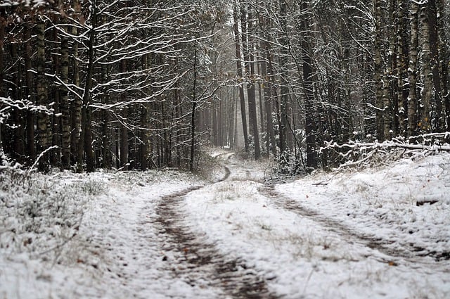 Free download forest road forest trees snow free picture to be edited with GIMP free online image editor