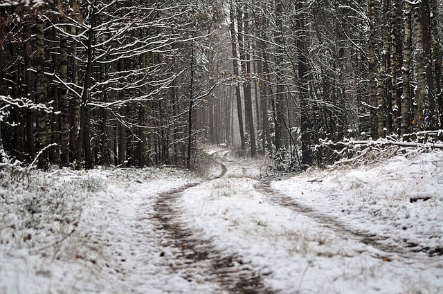 Gratis download bosweg bos bomen sneeuw gratis foto om te bewerken met GIMP gratis online afbeeldingseditor