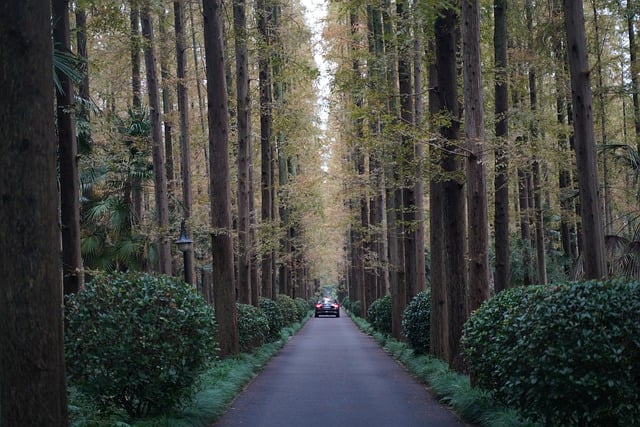 Free download forest road landscape nature trees free picture to be edited with GIMP free online image editor