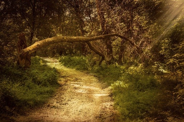 Gratis download Forest Road Nature - gratis foto of afbeelding om te bewerken met GIMP online afbeeldingseditor