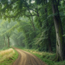 FOREST ROAD THEME  screen for extension Chrome web store in OffiDocs Chromium