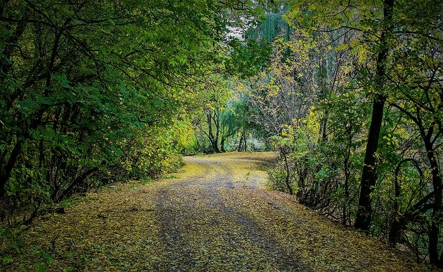 Free download Forest Road Trail -  free photo or picture to be edited with GIMP online image editor