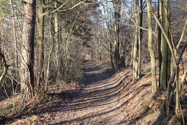 Free download Forest Road Tree The -  free photo or picture to be edited with GIMP online image editor