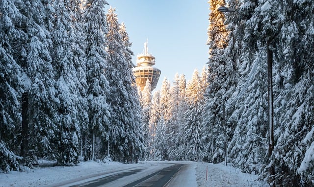 Scarica gratuitamente l'immagine gratuita della torre degli alberi invernali della strada forestale da modificare con l'editor di immagini online gratuito GIMP