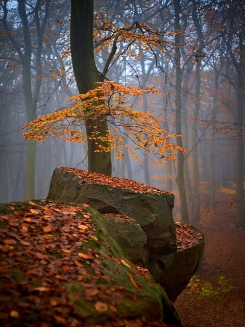 دانلود رایگان سنگ های جنگلی عکس شاخ و برگ درخت برای ویرایش با ویرایشگر تصویر آنلاین رایگان GIMP