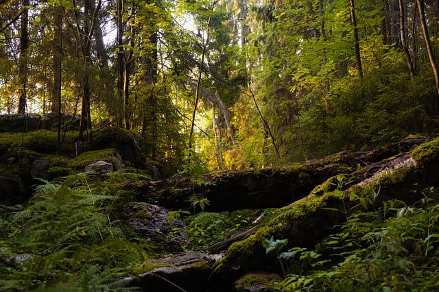Free download forest rot wood landscape summer free picture to be edited with GIMP free online image editor