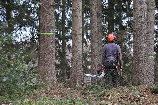 Free download Forestry Inventory Work -  free photo or picture to be edited with GIMP online image editor