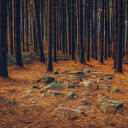 Forests and rocky grounds  screen for extension Chrome web store in OffiDocs Chromium