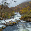 forests and streams  screen for extension Chrome web store in OffiDocs Chromium