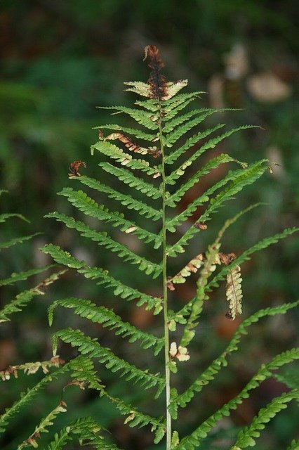 Bezpłatne pobieranie Forest Scotland Doune - bezpłatne zdjęcie lub obraz do edycji za pomocą internetowego edytora obrazów GIMP