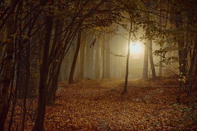 Descarga gratuita Forest Sheet Autumn: foto o imagen gratuita para editar con el editor de imágenes en línea GIMP