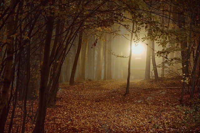 Free download Forest Sheet Autumn -  free photo or picture to be edited with GIMP online image editor