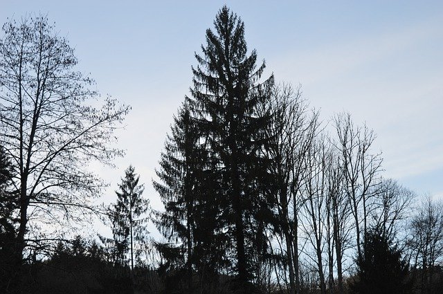 Free download Forest Sky Shadow -  free photo or picture to be edited with GIMP online image editor