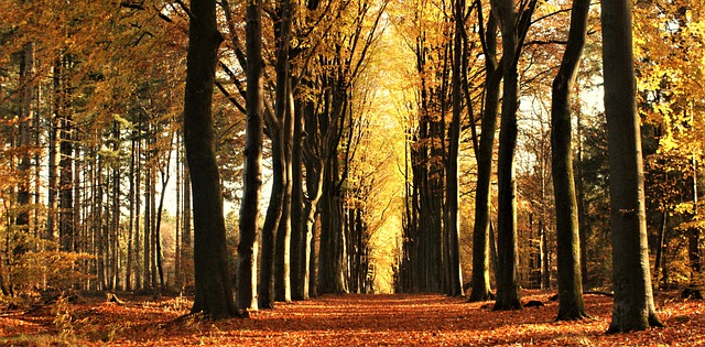 Free download forests leaves autumn colours free picture to be edited with GIMP free online image editor