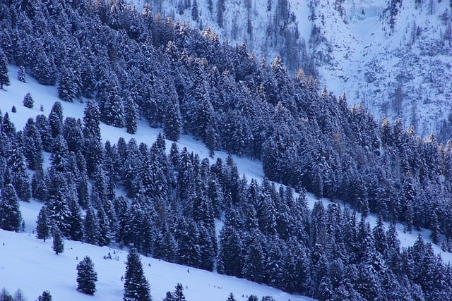 Free download forest snow mountains trees alps free picture to be edited with GIMP free online image editor