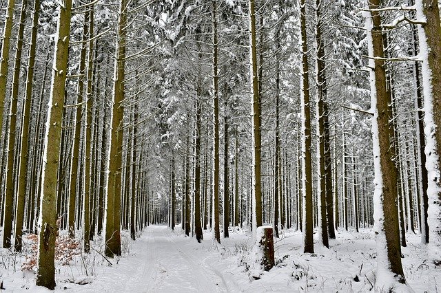 Free download Forest Snow Nature -  free photo or picture to be edited with GIMP online image editor
