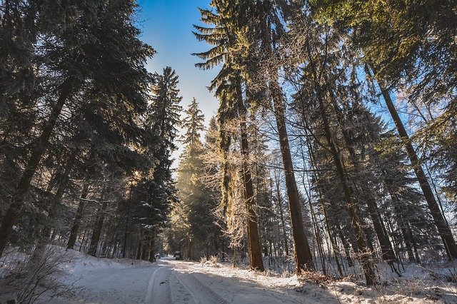 Download gratuito Forest Snow Path: foto o immagine gratuita da modificare con l'editor di immagini online GIMP