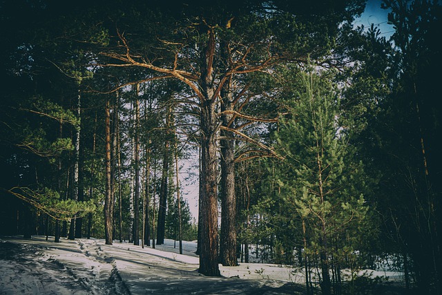 Free download forest snow sky clouds light free picture to be edited with GIMP free online image editor