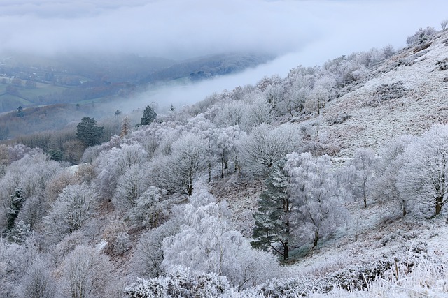 Free download forest snow winter christmas sky free picture to be edited with GIMP free online image editor