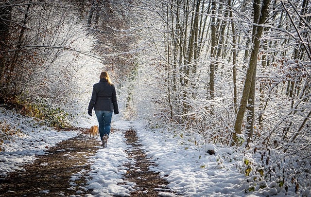 قم بتنزيل صورة مجانية لمسار المناظر الطبيعية للغابات والثلوج الشتوية لتحريرها باستخدام محرر الصور المجاني عبر الإنترنت GIMP