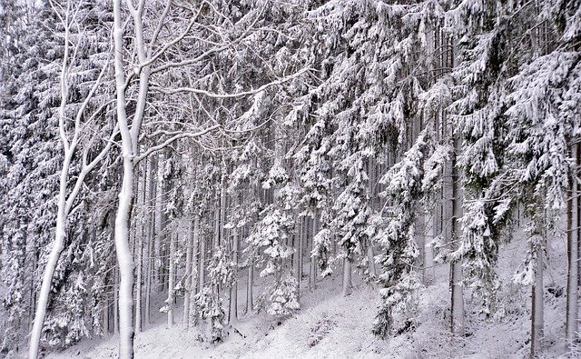 Free download Forest Snowy Snow -  free photo or picture to be edited with GIMP online image editor