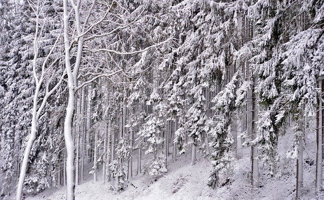 Kostenloser Download Forest Snowy Snow - kostenloses Foto oder Bild zur Bearbeitung mit GIMP Online-Bildbearbeitung