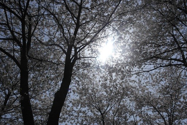 Muat turun percuma Forest Solar The Leaves - foto atau gambar percuma untuk diedit dengan editor imej dalam talian GIMP