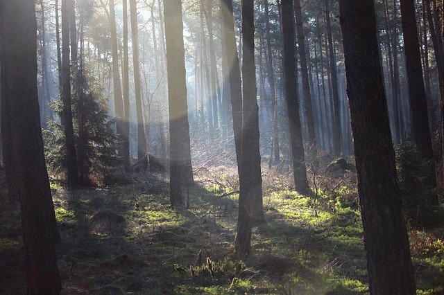 Free download Forest Spring Green -  free photo or picture to be edited with GIMP online image editor