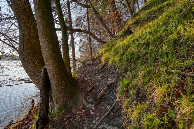 Безкоштовно завантажте Forest Spring Sprout - безкоштовну фотографію або зображення для редагування за допомогою онлайн-редактора зображень GIMP