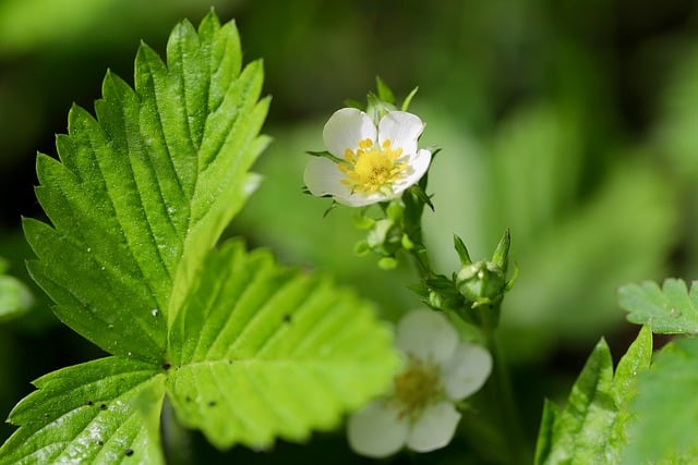 Free download forest strawberry fragaria free picture to be edited with GIMP free online image editor