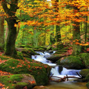 Forest stream wallpaper  screen for extension Chrome web store in OffiDocs Chromium